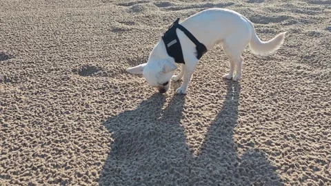 Small white dog wearing a harness sniffs the sandy beach, exploring the texture Stock Footage 338130736