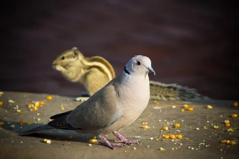 Small White Doves and Squirrel Looking For Food On The Ground Stock Photos