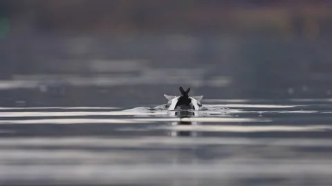 Small white duck with iridescent head diving underwater Stock Footage 296221641