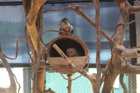 A small white-faced monkey sits inside a wooden nest attached to a tree withi Foto stock