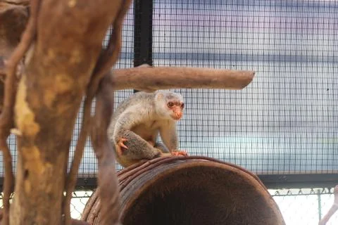A small white-faced monkey sits on a rusty barrel inside a fenced enclosure w Foto stock