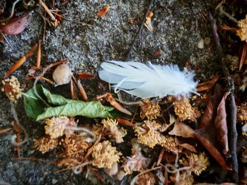 Small white feather lying among leaves and forest debris Stock Photos