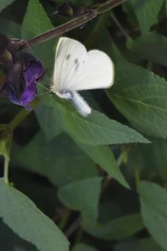 Small white feeding. Stock Photos