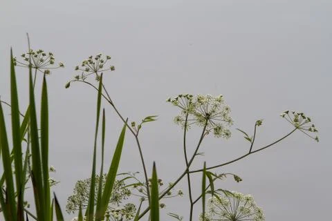 Small white field flowers Stock Photos