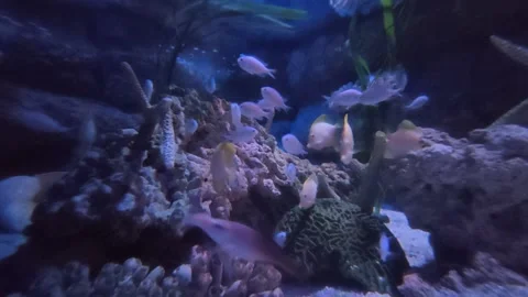 Small white fish 動画素材 237593498