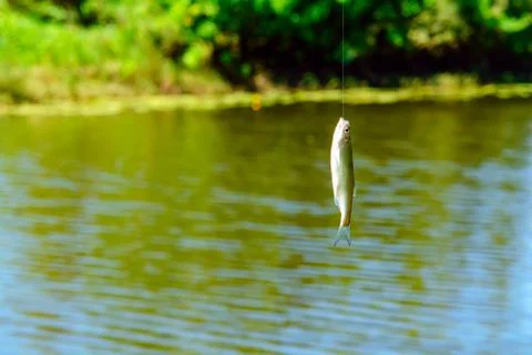 Small white fish on a hook Stock Photos