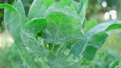Small white flies on Brussels sprout leaves, close-up. Vegetable pests Stock-Footage 317296954