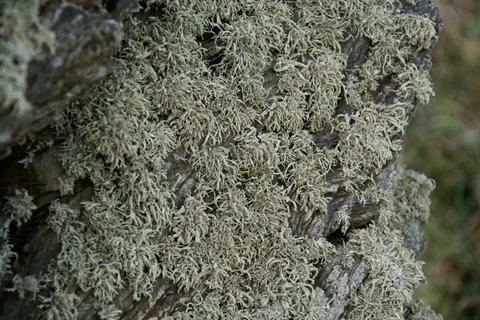 Small White Flora On Rock Stock-Fotos