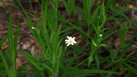 Small White Flower Around Green Grass Stock Footage 280380471