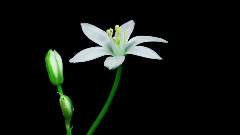 Small white flower blooming timelapse Stock Footage 109122684