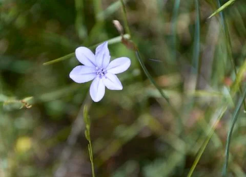 Small white flower in the bright spring Stock Photos