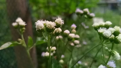 Small White Flower Buds on Green Branch Close Up Stock Footage 267073660