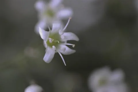 Small white flower close-up Foto stock