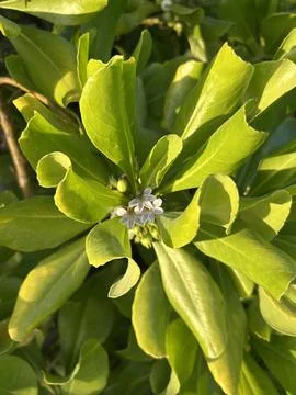 Small white flower cluster surrounded by glossy green leaves. Stock Photos