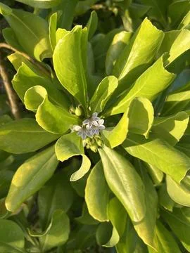 Small white flower cluster surrounded by glossy green leaves. Stock Photos
