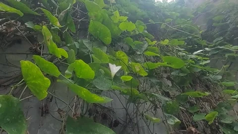 Small White Flower of Coccinia Grandis Video stock 301065053