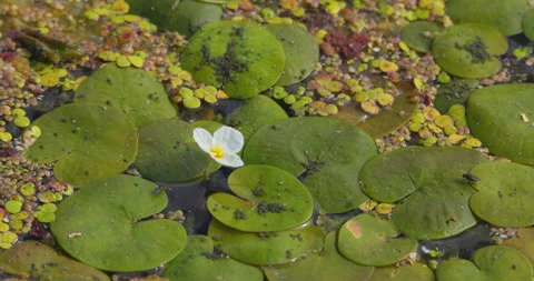 A small white flower of common frogbit growing around large green leaves on pond Stock Footage 262536664