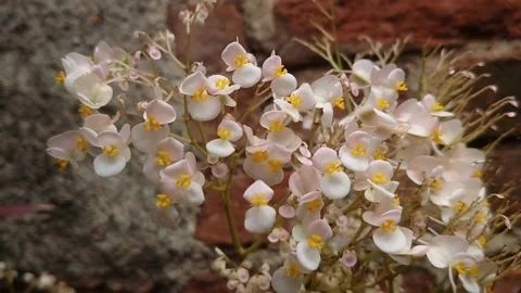 Small white flower Video stock 212297920