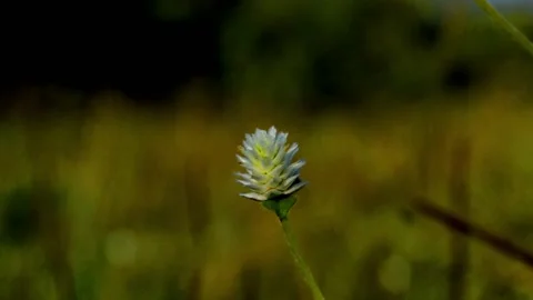 Small white flower Video stock 230212410