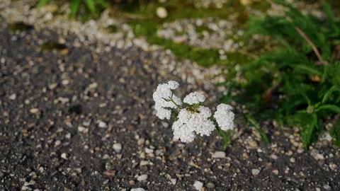 A small white flower grows right on the asphalt. Close-up shooting of a plant Stock Footage 310300154