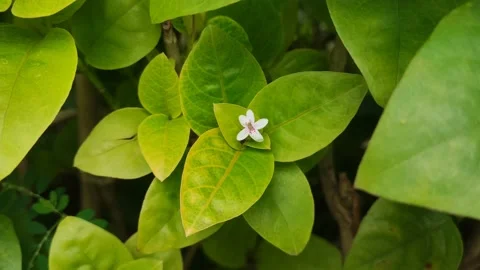A small white flower in the middle of a light green leaf Stock Footage 169194903