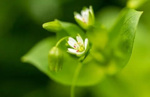 Small white flower in nature Stock Photos