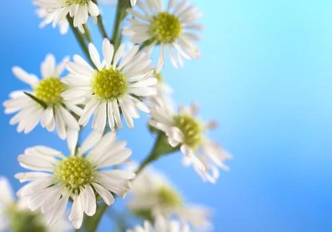Small white flower Stock Photos