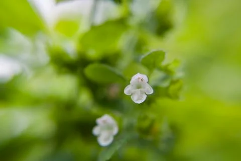 Small white flower Stock Photos