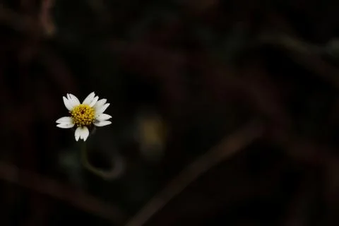 Small white flower Stock Photos