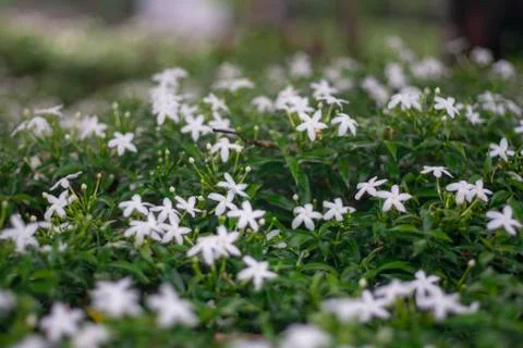 Small white flower Stock Photos