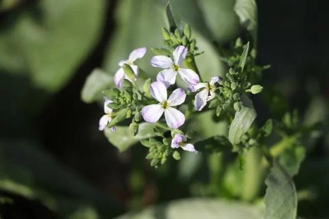 Small white flower Stock Photos
