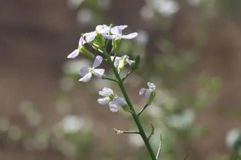Small white flower Stock Photos