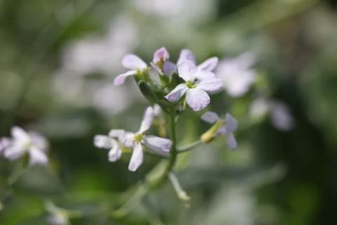 Small white flower Stock Photos