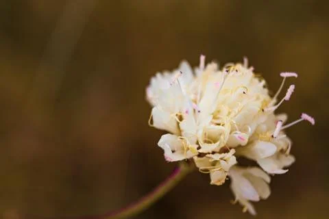 Small white flower Stock Photos