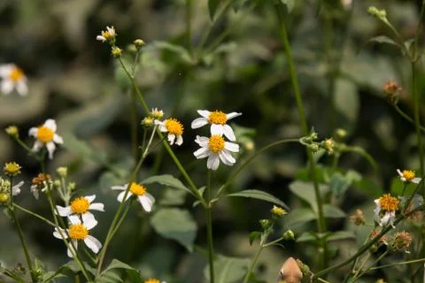 Small white  flower Stock Photos