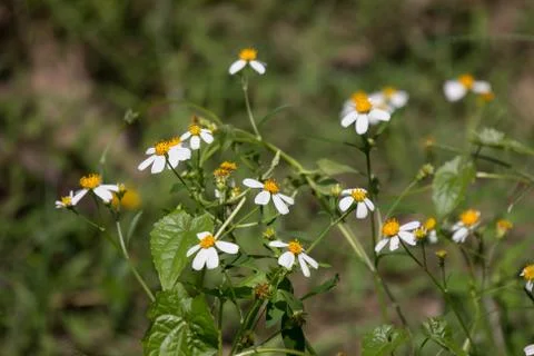 Small white  flower Stock Photos