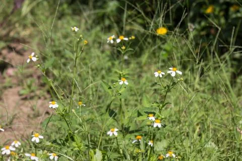 Small white  flower Stock Photos
