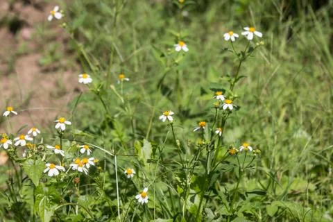 Small white  flower Stock Photos