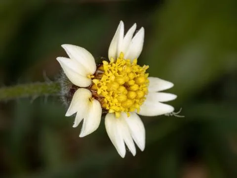 Small White Flower Foto stock