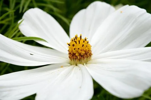 Small White Flower Stock Photos