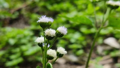 Small white flower Stock Photos