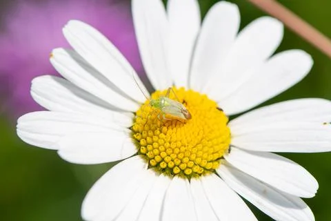 Small white flower with a tiny bug that calls it home 写真素材