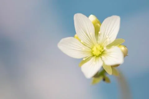 Small white flower of the Venus Flytrap plant Foto stock