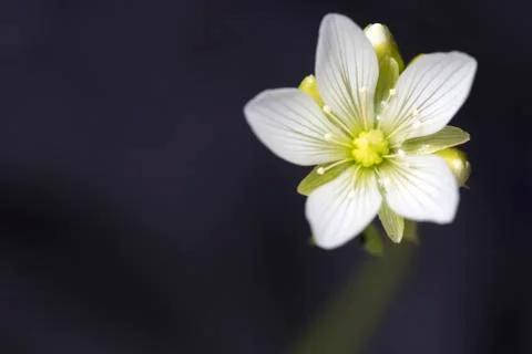 Small white flower of the Venus Flytrap plant 스톡 사진