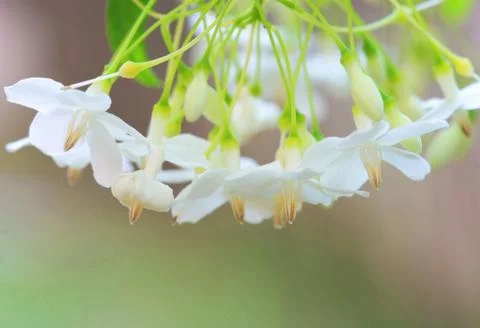 Small white flower, wrightia religiosa benth Foto stock