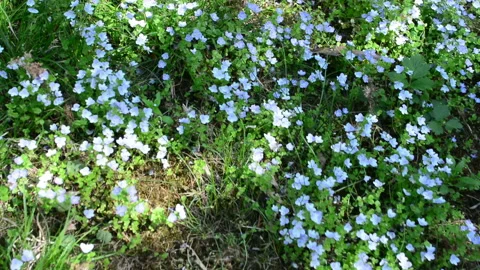 Small white flowers against a background of green grass Stock Footage 89939569