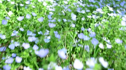 Small white flowers against a background of green grass Stock Footage 89940298
