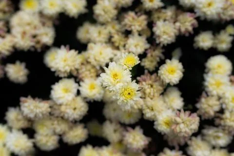 Small white flowers background Stock Photos