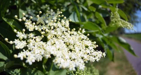 Small white flowers background, selective focus Stock Photos