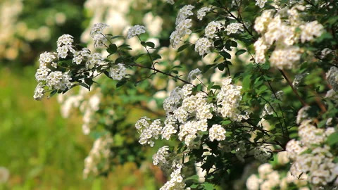 Small white flowers being blown around by the wind Stock Footage 196243507